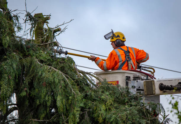 Best Tree Maintenance Programs  in Kapn, LA